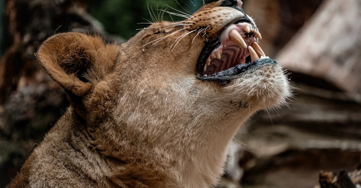 Latvia Reintroduces 'King of Bonfires' to Inspire Next Generation of Fire Enthusiasts