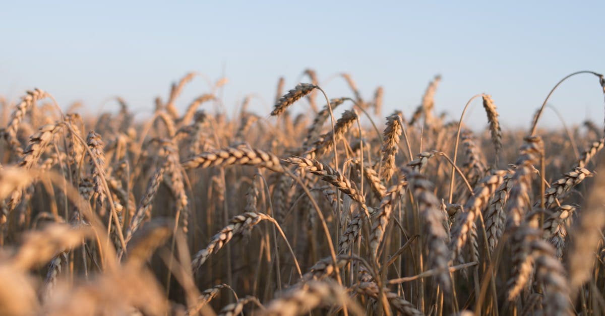 Latvian Ministry of Agriculture Announces Revolutionary Plan to Train Cows to Read